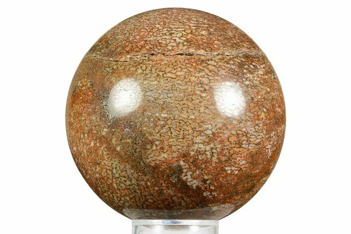 Polished Dinosaur Bone (Gembone) Sphere - Colorado #371251
